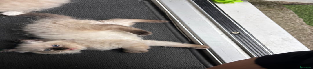 Ragdoll Kitten 3