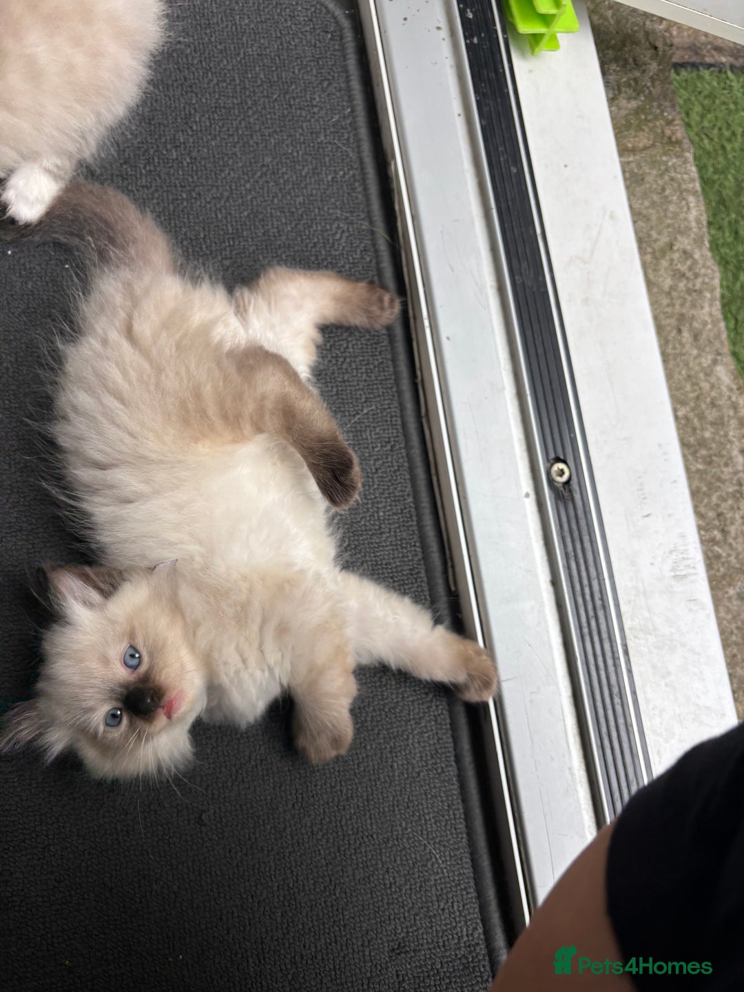 Ragdoll cats for sale: Ragdoll kittens - Image 6