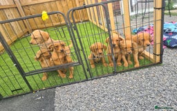 Labrador Retriever dogs for sale: KC Registered labradores ready to leave  - Image 25