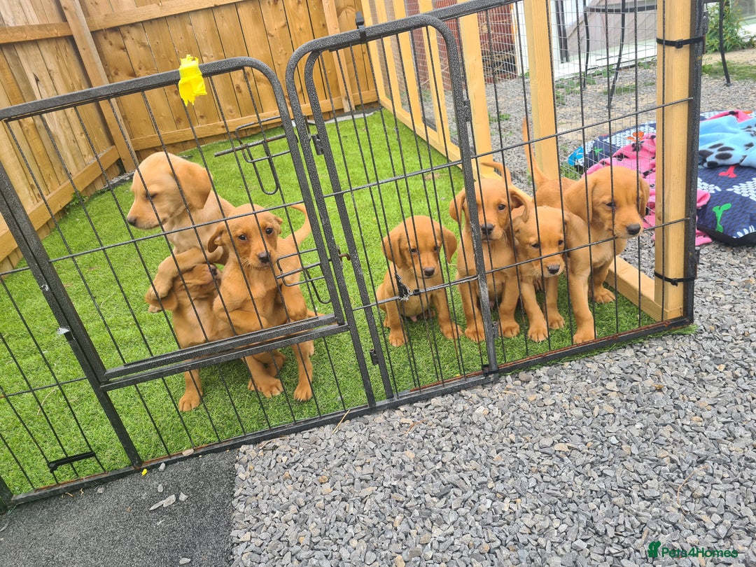 Labrador Retriever dogs for sale: KC Registered labradores ready to leave  - Image 25