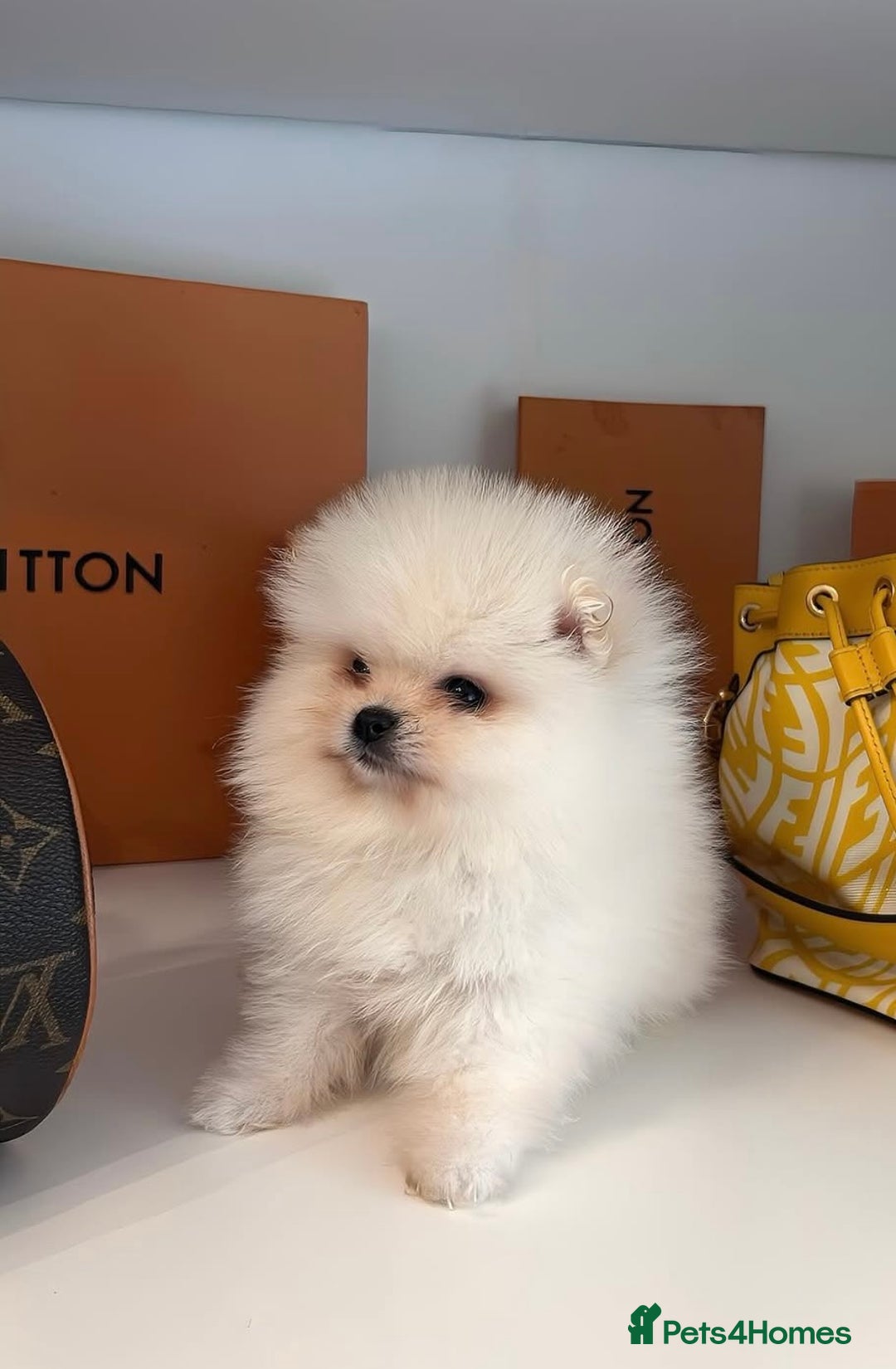 Pomeranian dogs for sale: Mini Pomeranian boy - Image 10
