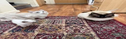 Ragdoll cats for sale: Ragdoll for sale - Advert 1