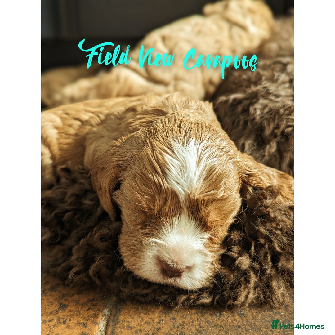 Cavapoo dogs for sale: F1 Extensively health tested Cavapoo puppies  - Advert 18
