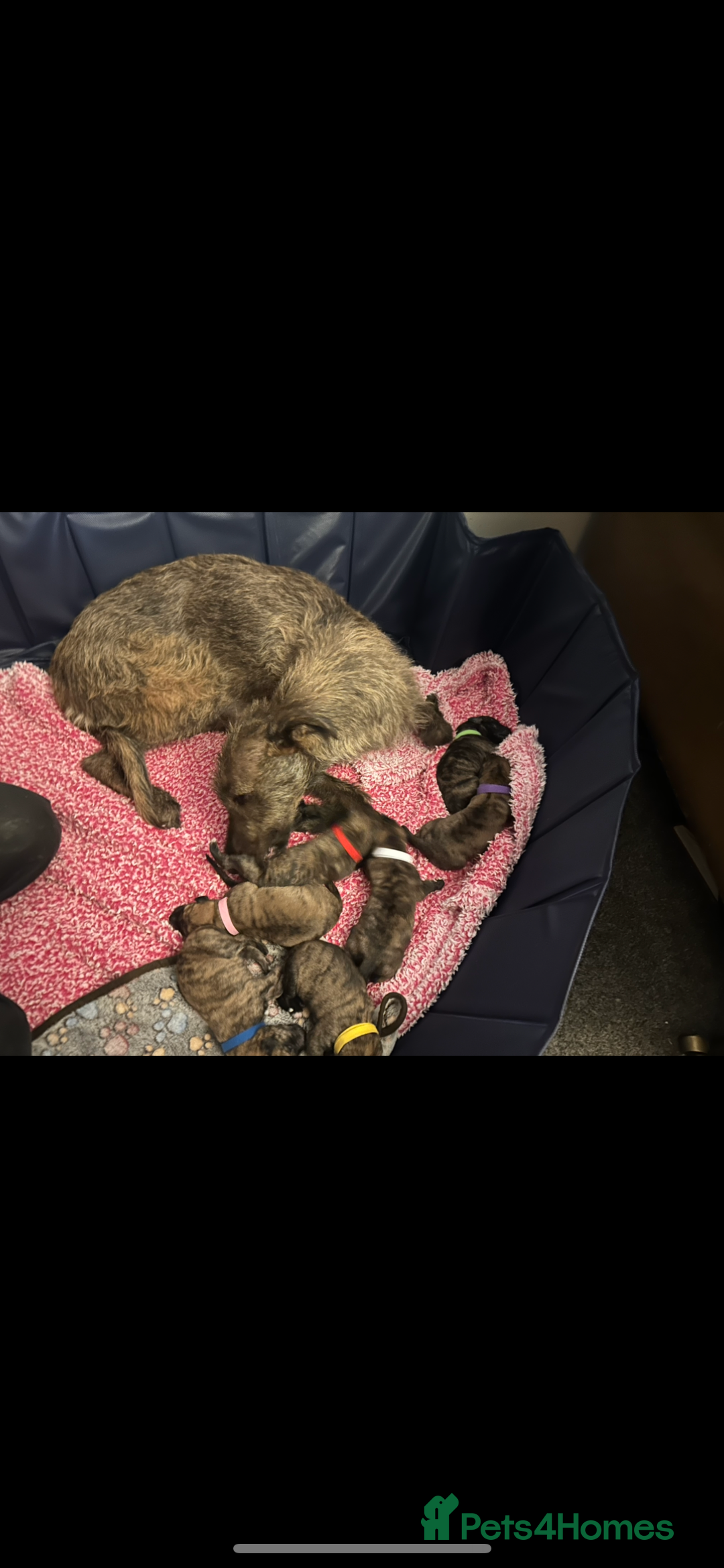 Lurcher dogs for sale: Old skool lurchers 1 boy deer/grey/wheaten/grey - Image 8