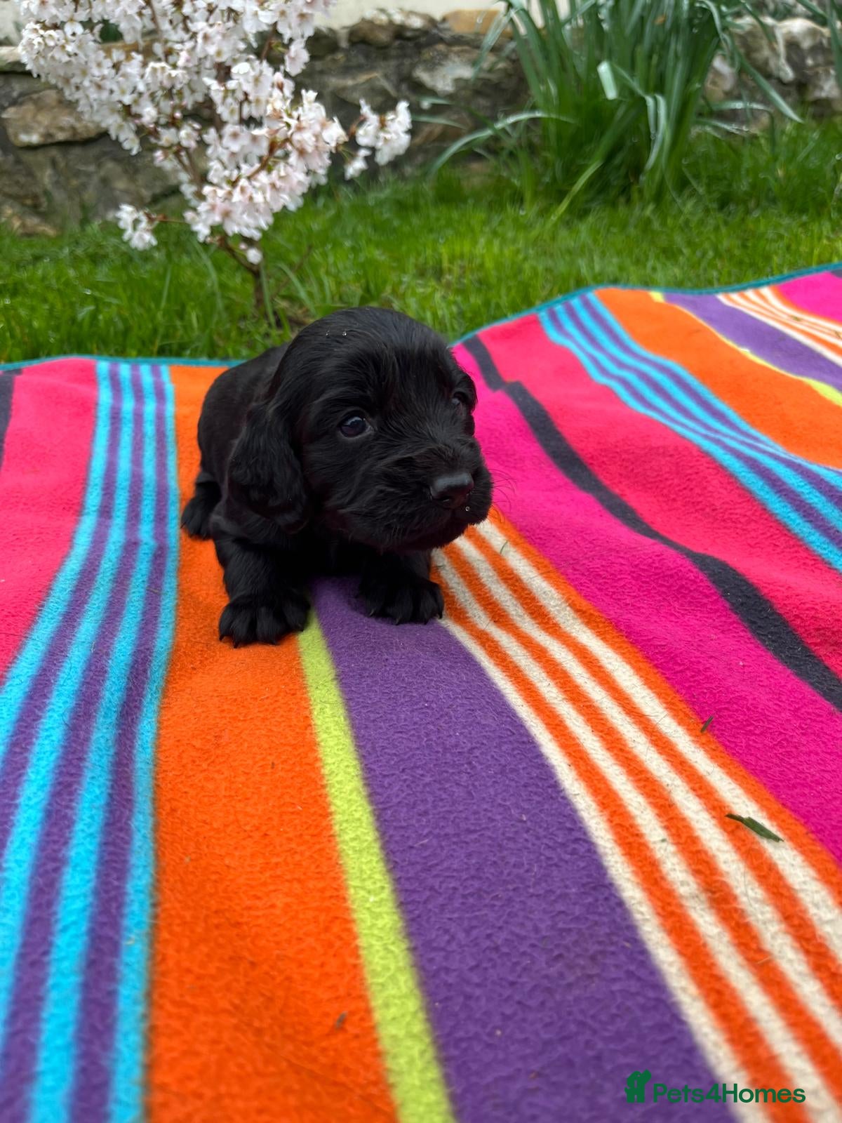 Sprocker dogs Sprocker puppies for sale  - Advert 2