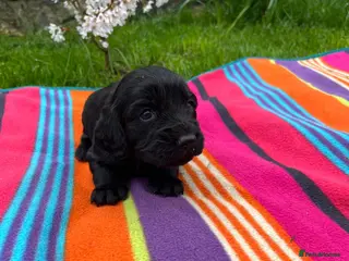 Sprocker dogs Sprocker puppies for sale - Advert 2