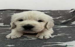 Golden Retriever dogs for sale: Golden Retriever Puppies 5 Generation Pedigree - Image 9