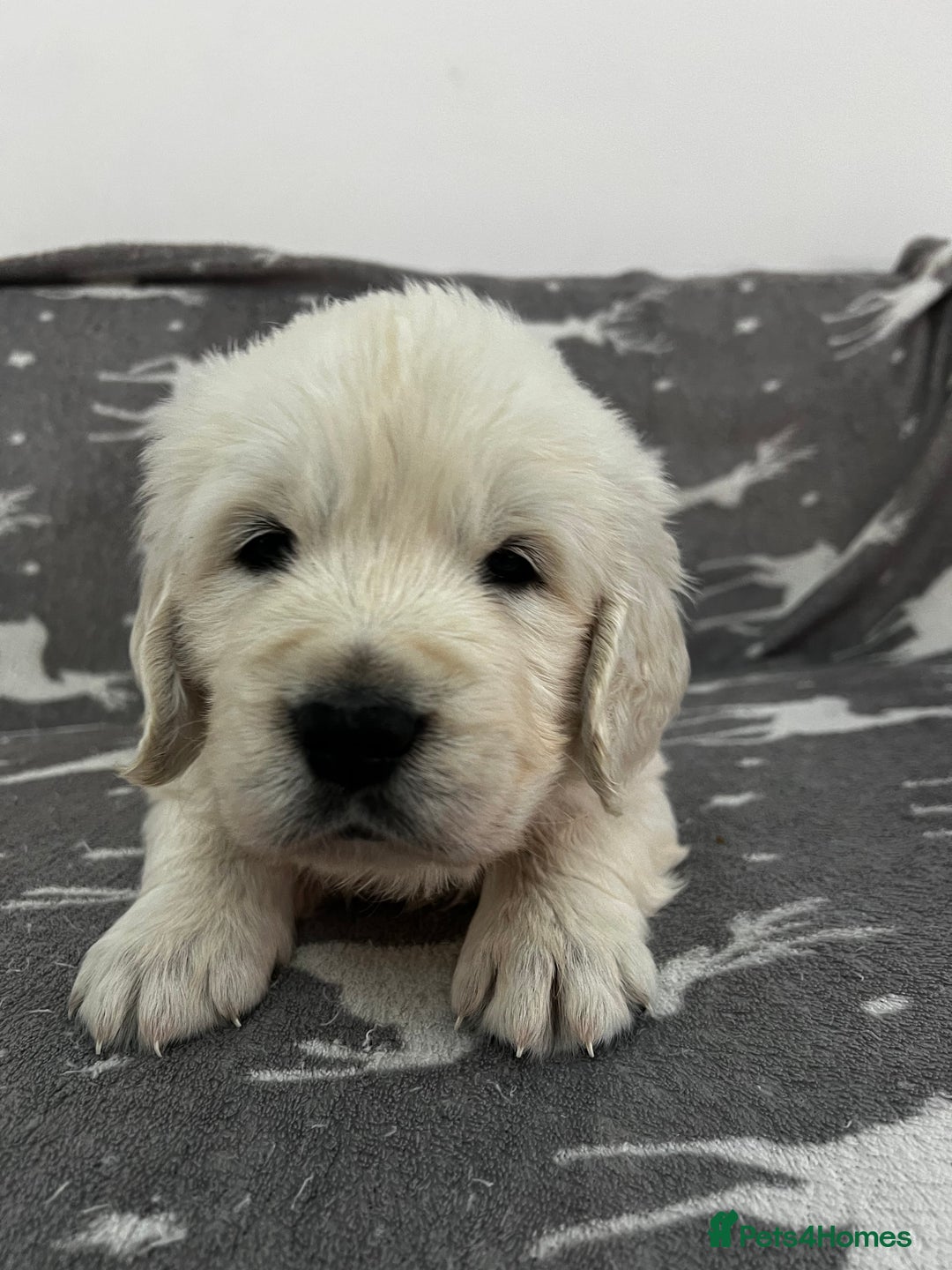 Golden Retriever dogs for sale: Golden Retriever Puppies 5 Generation Pedigree - Image 9