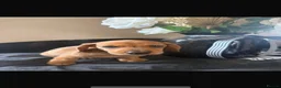 Dachshund dogs for sale: Unreal dachshund pups  - Advert 5