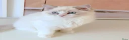 Ragdoll cats for sale: READY NOW *** GCCF REGISTERED RAGDOLL KITTENS - Advert 33