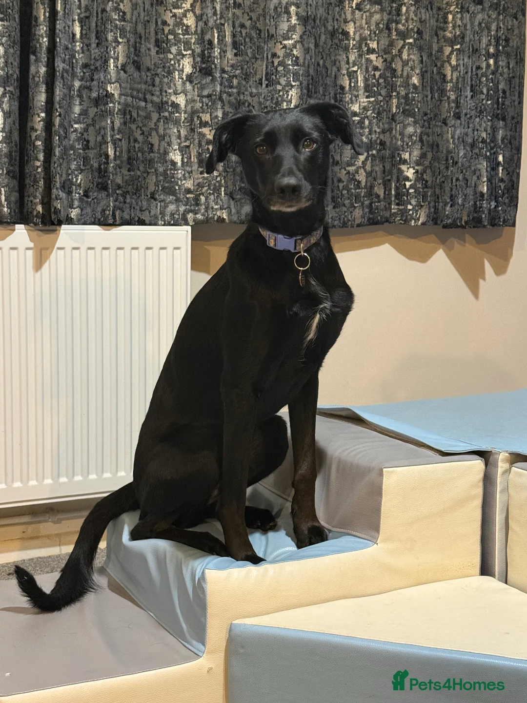 Mixed Breed dogs for sale: Tilly  - Advert 7