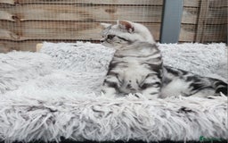 British Shorthair cats for sale: Stunning BSH Silver tabby female kitten - Image 5
