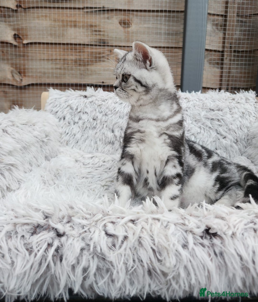 British Shorthair cats for sale: Stunning BSH Silver tabby female kitten - Image 5