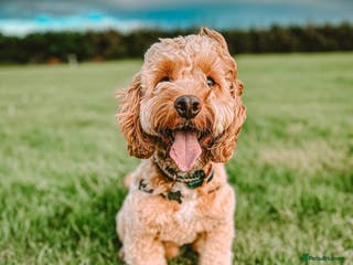 Cockapoo dogs Proven F1 Cockapoo for Stud in Cheddar - Advert 4