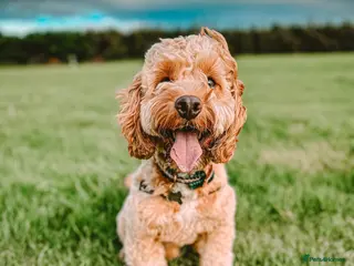 Cockapoo dogs Proven F1 Cockapoo for Stud in Cheddar - Advert 2