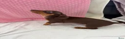Miniature Dachshund dogs for sale: Miniature dachshund puppies in Largs - Advert 23