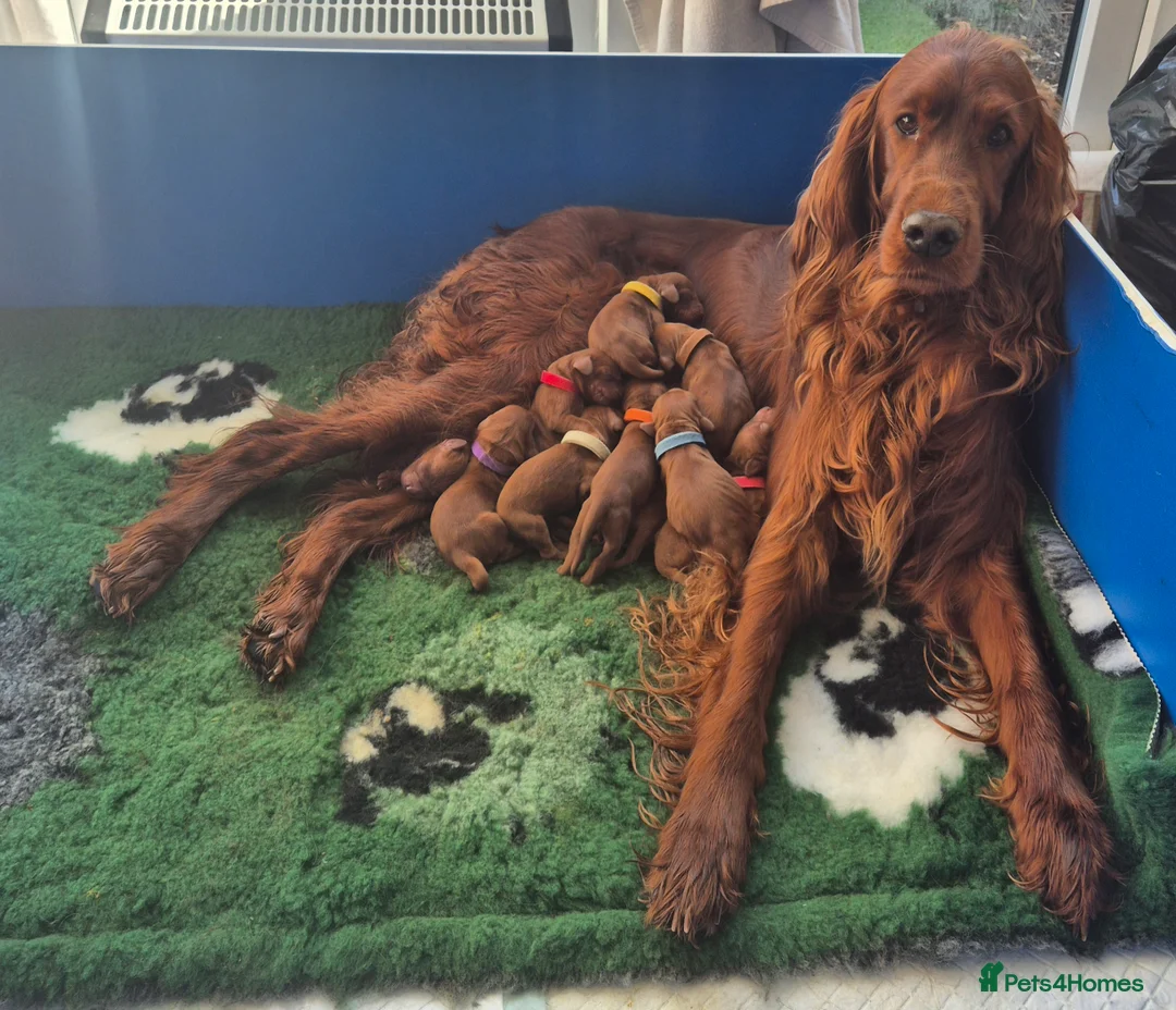 Irish Setter dogs for sale: IRISH SETTER PUPPIES in Coventry - Advert 1