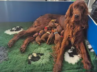 Irish Setter dogs IRISH SETTER PUPPIES in Coventry - Advert 2