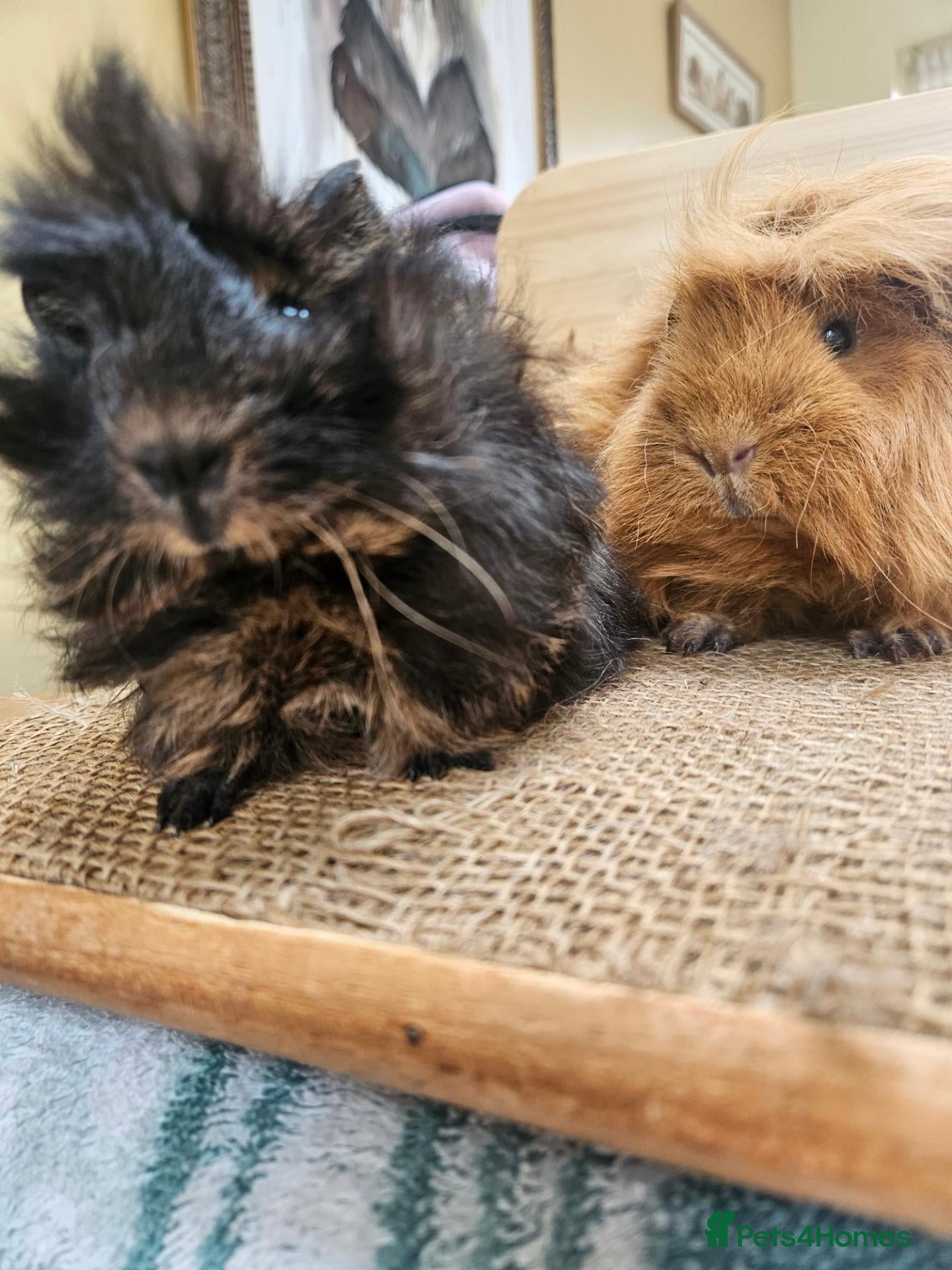 Guinea Pig rodents Mum and 2 daughters guinea pigs - Advert 2