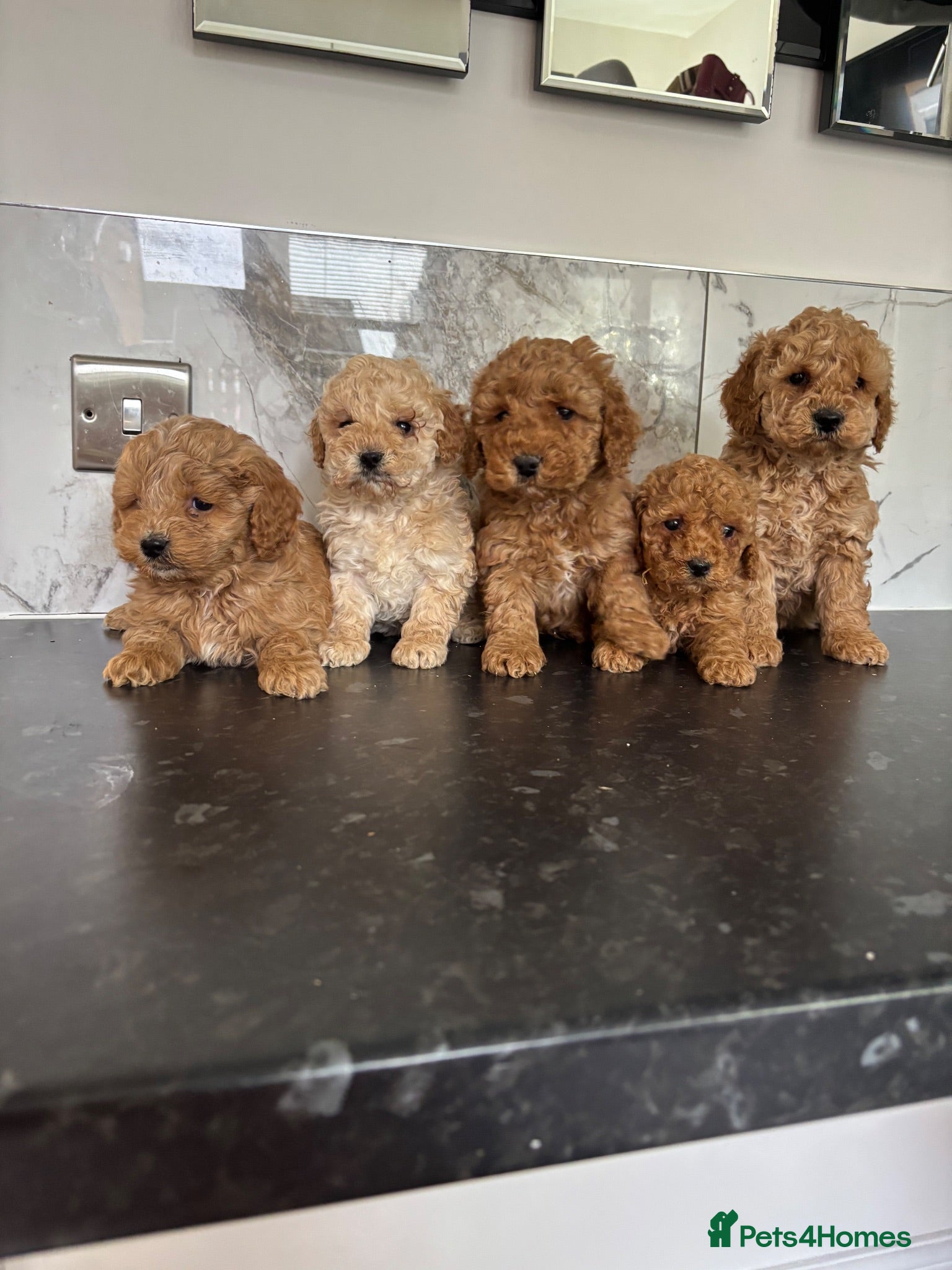 Cavapoo dogs Toy poodle x cavalier puppies (Cavapoo) - Advert 3