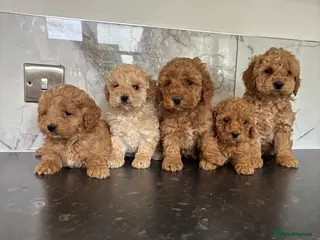 Cavapoo dogs Toy poodle x cavalier puppies (Cavapoo) - Advert 4
