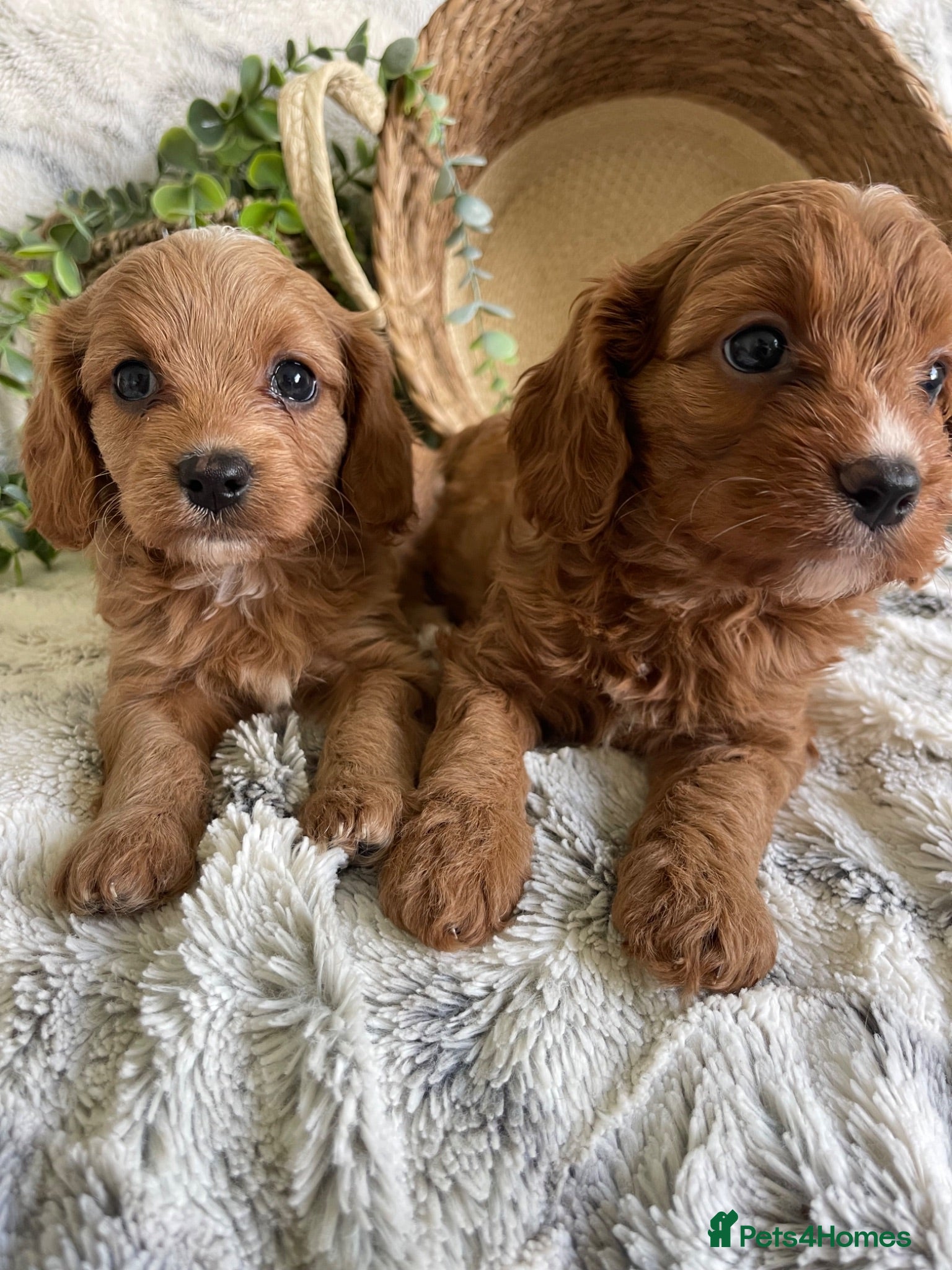 Cavapoo dogs EXTENSIVELY DNA TESTED TOY CAVAPOOS - Advert 2