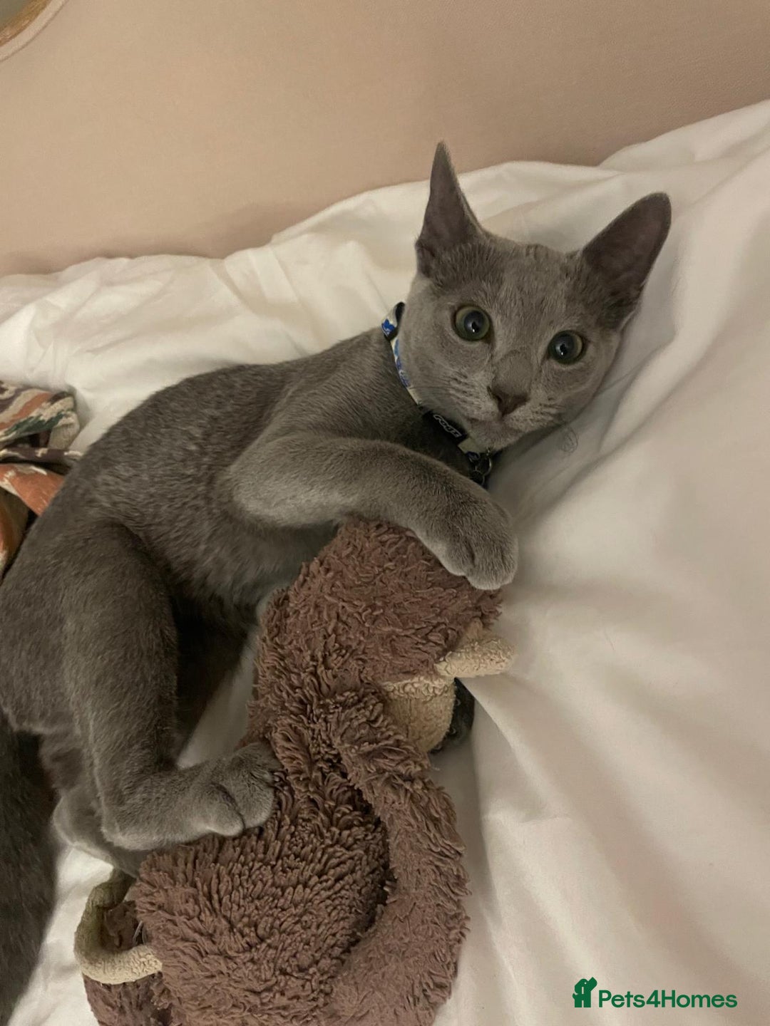 Russian Blue cats for sale: Russian Blue rehoming - Image 4