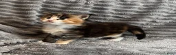 Maine Coon cats for sale: 2 beautiful Maine coon kittens - Advert 20
