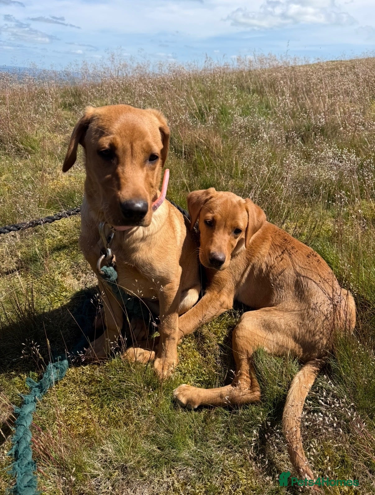 Labrador Retriever dogs GORGEOUS FOX RED PUPPY LABRADOR BITCHES  - Advert 1
