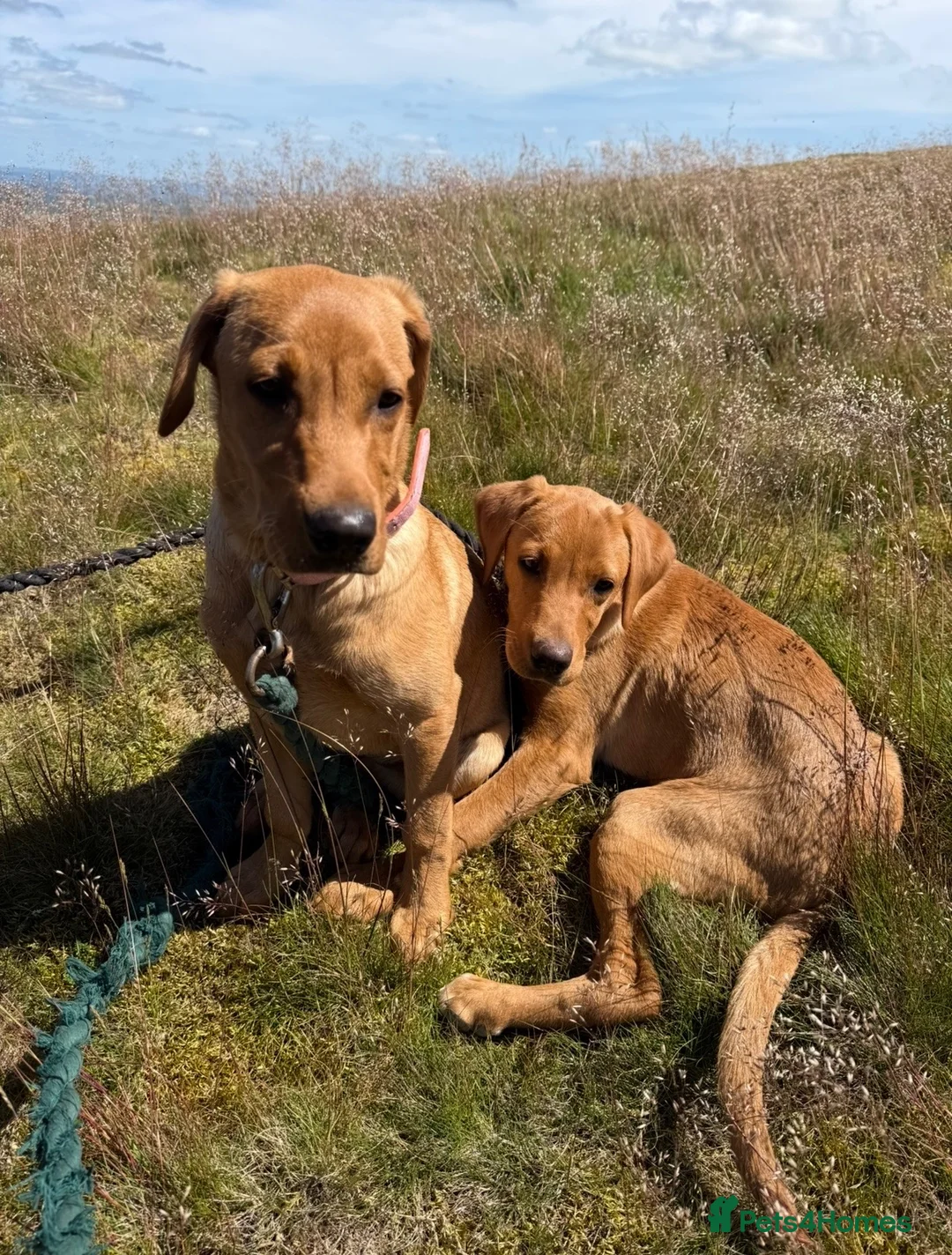 Labrador Retriever dogs for sale: GORGEOUS FOX RED PUPPY LABRADOR BITCHES  - Advert 1