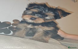 Yorkshire Terrier dogs for sale: 2 Beautiful Yorkshire Terrier Puppy Boys.  - Image 9