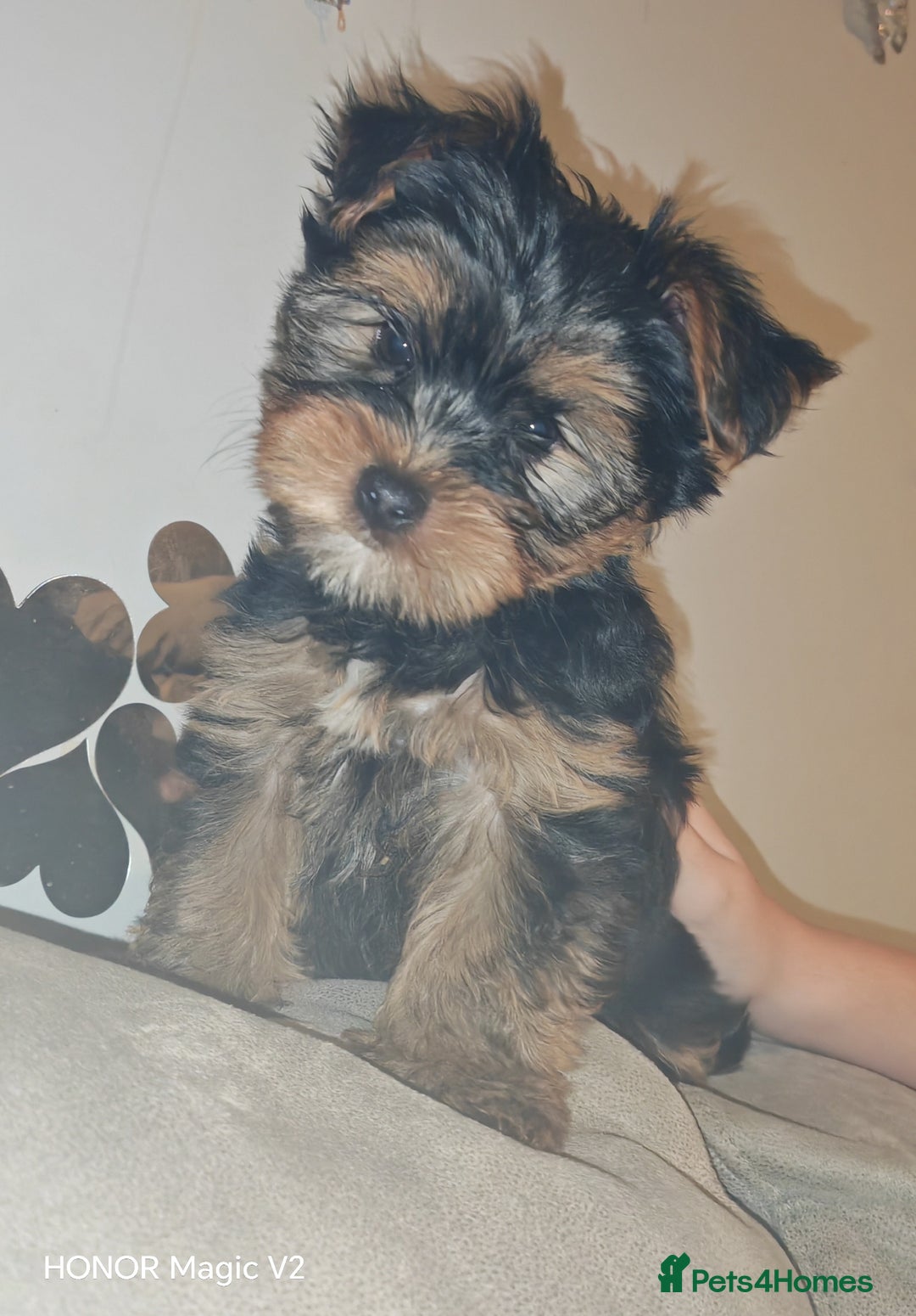 Yorkshire Terrier dogs for sale: 2 Beautiful Yorkshire Terrier Puppy Boys.  - Image 9