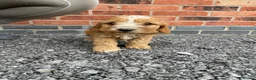 Cockapoo dogs for sale: cockapoo puppies - Advert 20