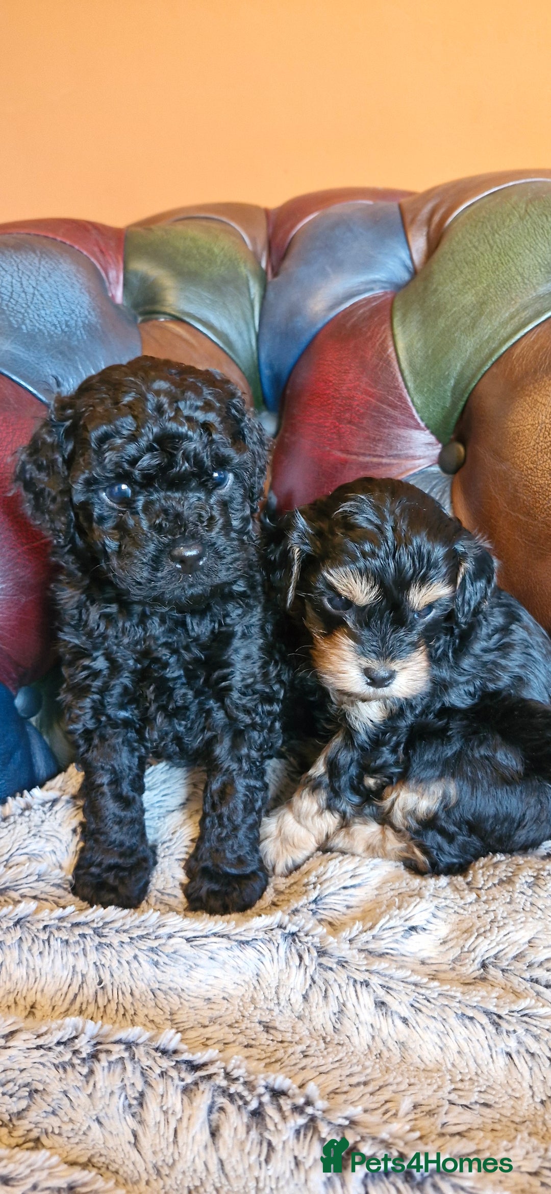 Cavapoo dogs for sale: Gorgeous f1b Cavapoo pups - Advert 6