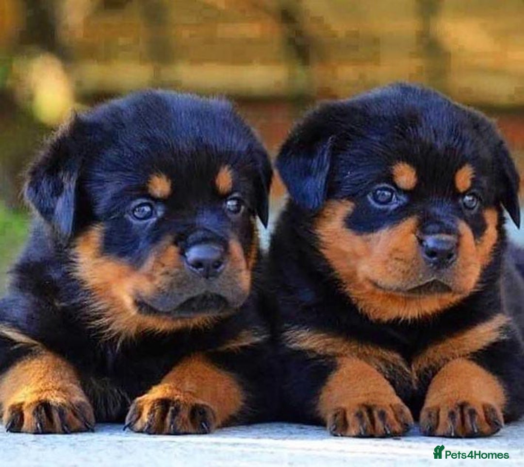 Rottweiler dogs for sale: 🖤 Gorgeous Rottweiler puppies available!  - Image 2