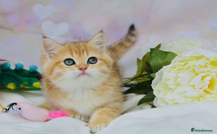 Scottish Fold cats - Advert 1