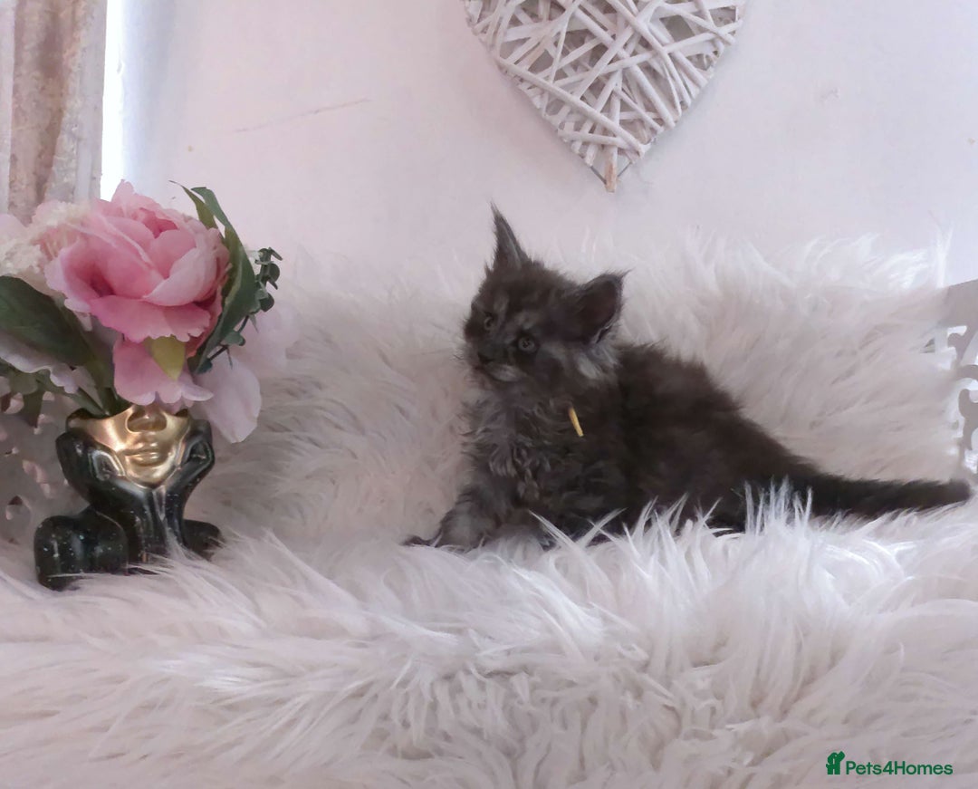 Maine Coon cats for sale: 2 kittens left In Search of Loyal Human Servant - Image 8
