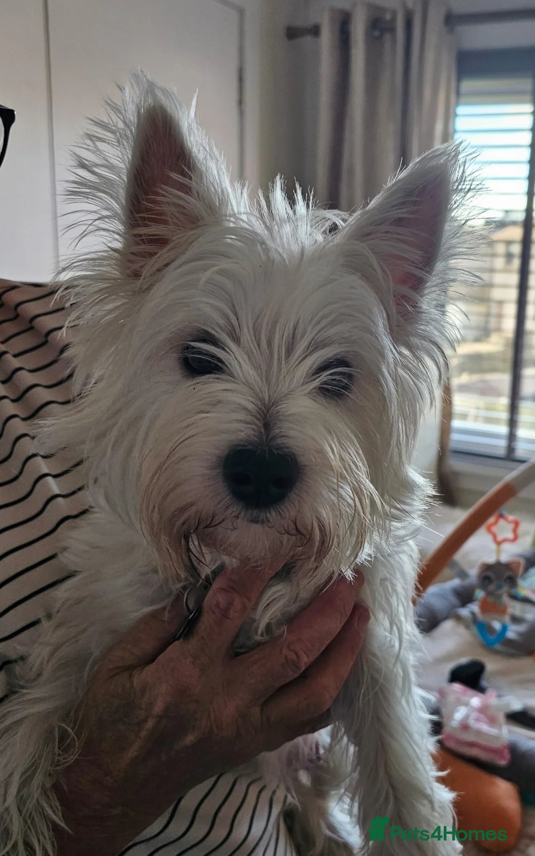 West Highland Terrier dogs for sale: Westie pups in Northumberland in Berwick-upon-Tweed - Advert 1