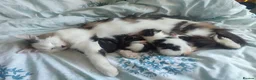 Mixed Breed cats for sale: 3 gorgeous kittens looking for forever home - Advert 13