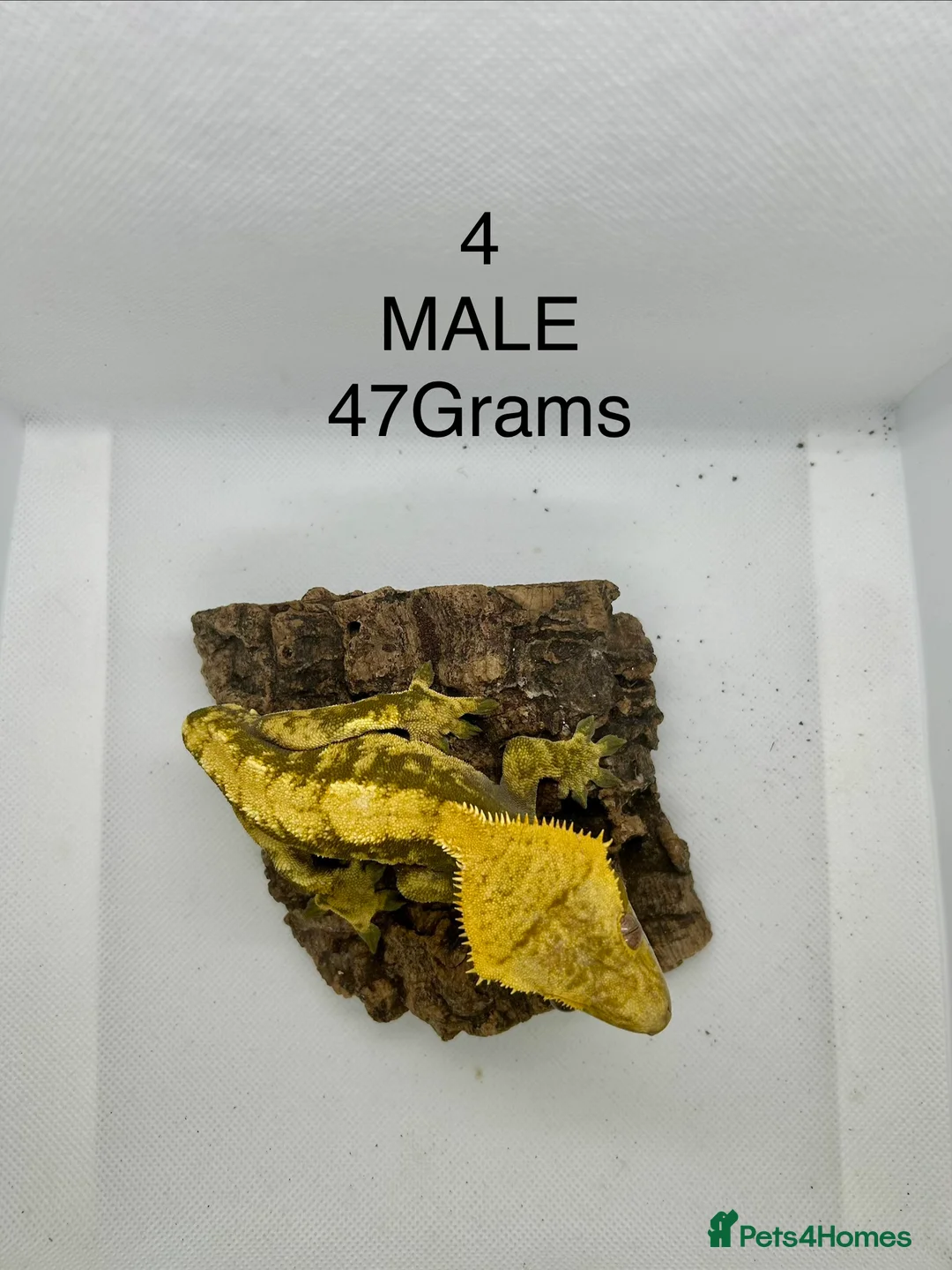 Gecko reptiles for sale: MALE CRESTED GECKO - Advert 2