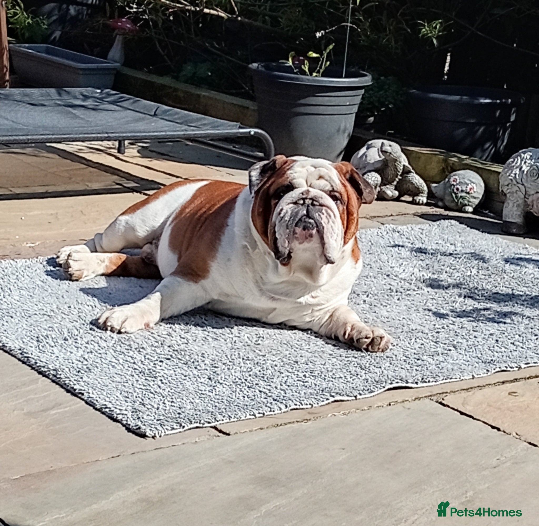 English Bulldog dogs For Stud: George (red/white) PROVEN - Advert 12