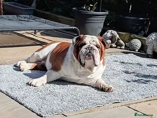 English Bulldog dogs For Stud: George (red/white) PROVEN - Advert 12