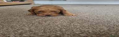 Cockapoo 1