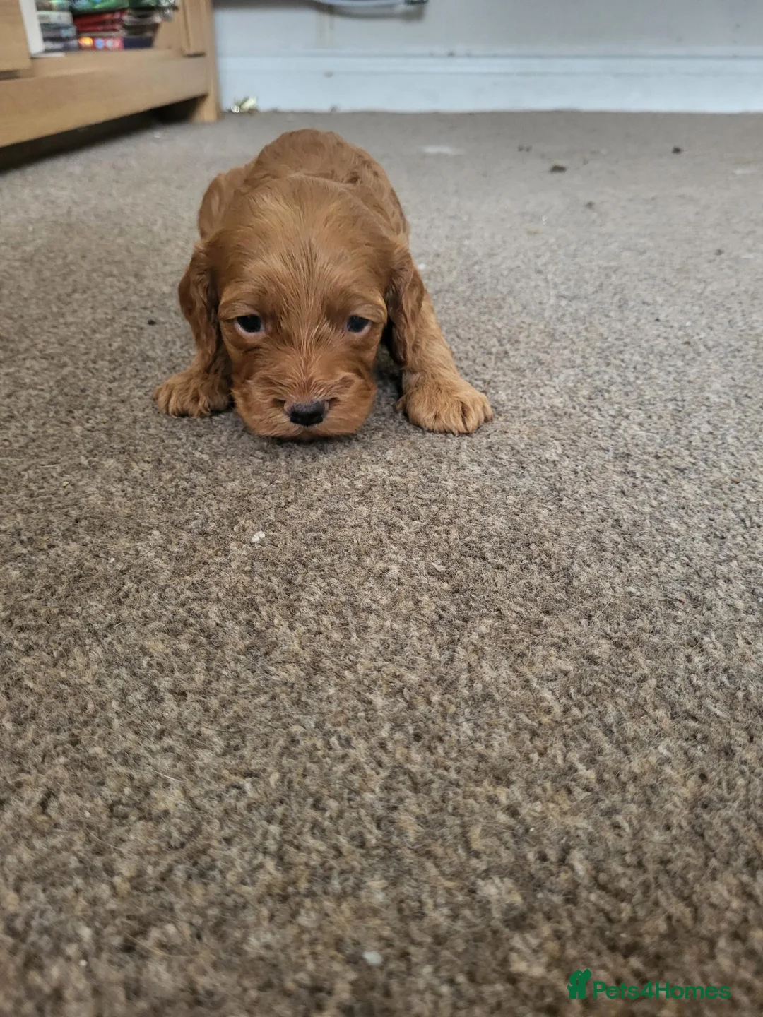 Cockapoo dogs for sale: Absolutely stunning golden f1 cockapoos - Advert 2