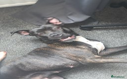 Mixed Breed dogs for sale: 2 year old female cane corso cross boxer - Image 1