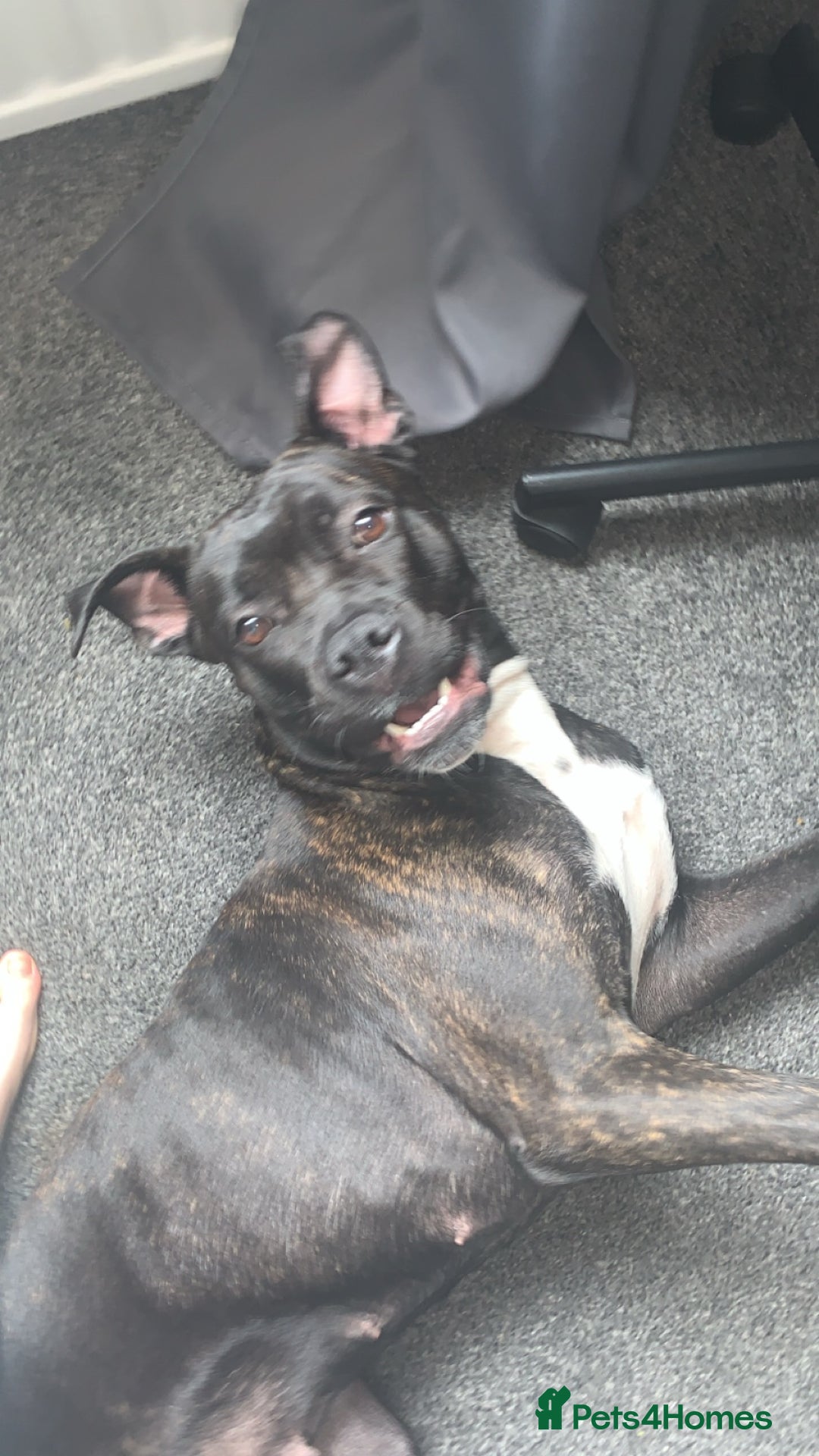 Mixed Breed dogs for sale: 2 year old female cane corso cross boxer - Image 1