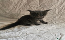 Maine Coon cats for sale: Black Smoke Kittens - Image 10