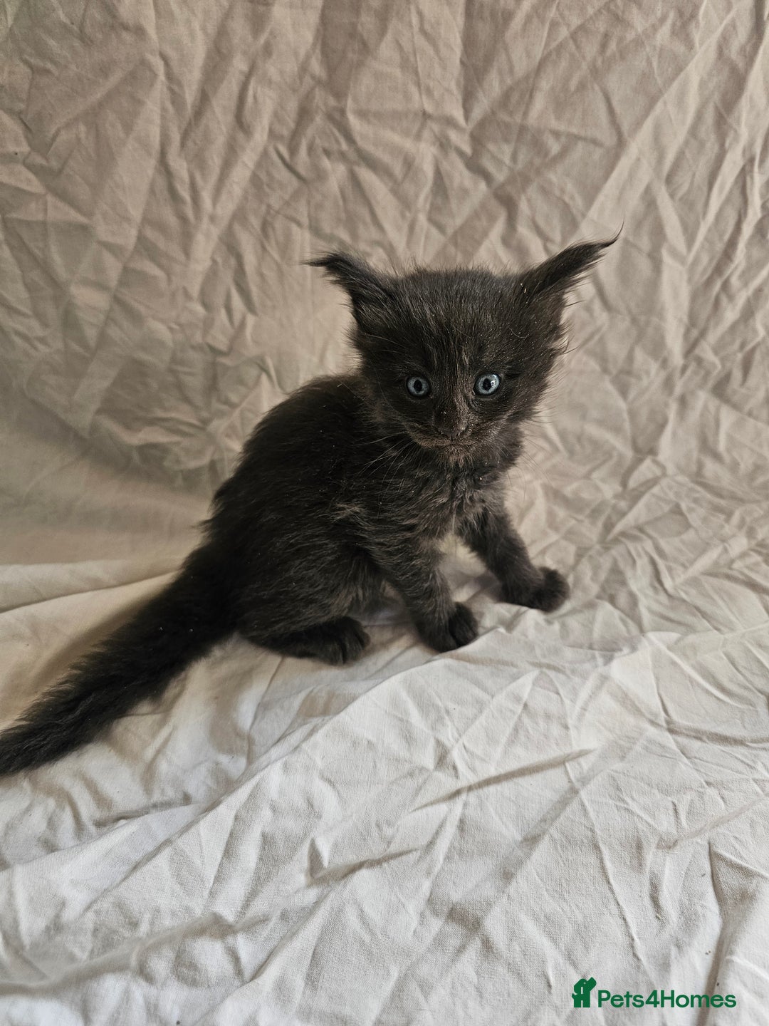 Maine Coon cats for sale: Black Smoke Kittens - Image 10