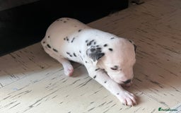 Dalmatian dogs for sale: Puppied - Image 3