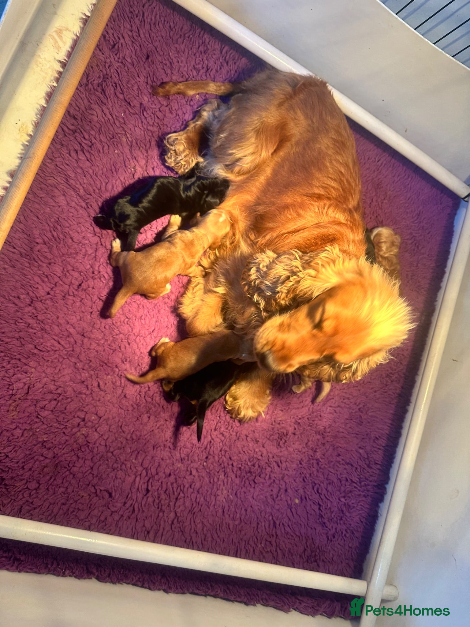 Cocker Spaniel dogs Show type cocker spaniels  - Advert 1
